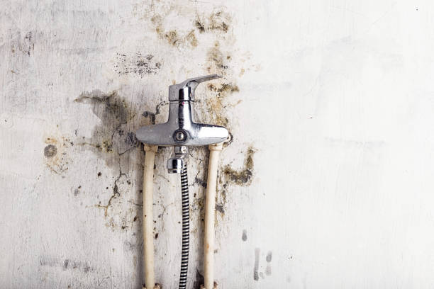 Best Black Mold Removal  in Marion, VA
