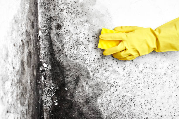 Best Mold Damage Repair  in Marion, VA