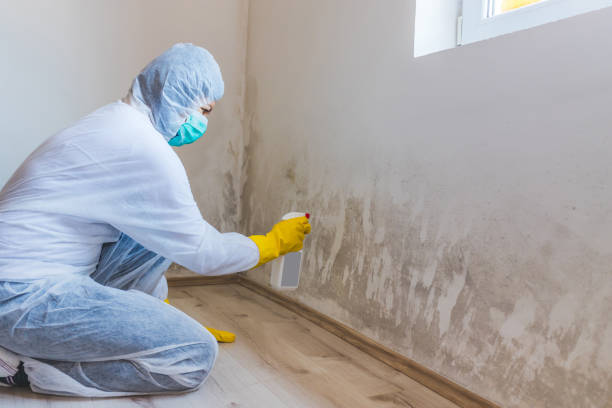Office Mold Removal Services in Marion, VA