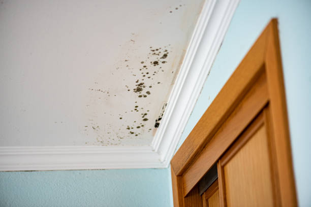  Marion, VA Mold Removal Pros