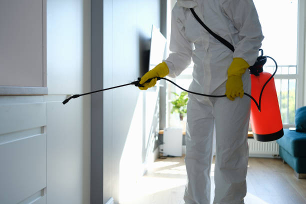 Best Mold Removal Process  in Marion, VA