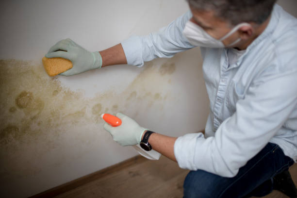Professional Mold Removal in Marion, VA