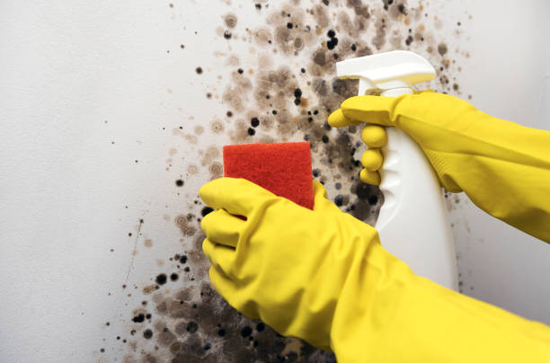 Best Certified Mold Removal  in Marion, VA