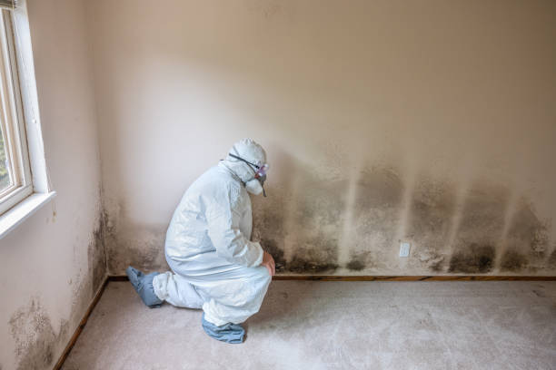 Best Same-Day Mold Removal  in Marion, VA