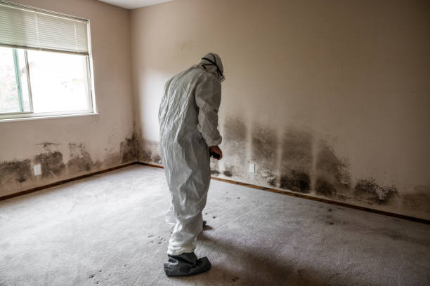 Best Mold Removal Company Near Me  in Marion, VA
