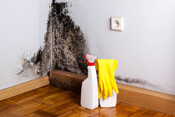 Best Mold Testing  in Marion, VA