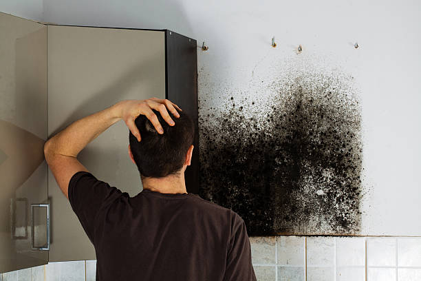 Best Affordable Mold Removal  in Marion, VA