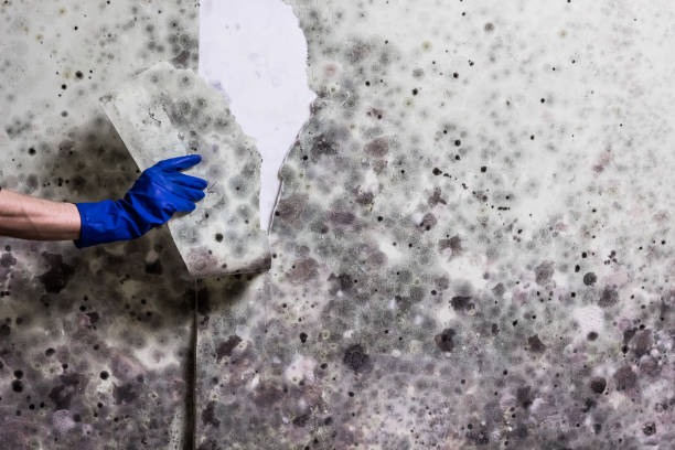 Reliable Marion, VA Mold Removal Solutions