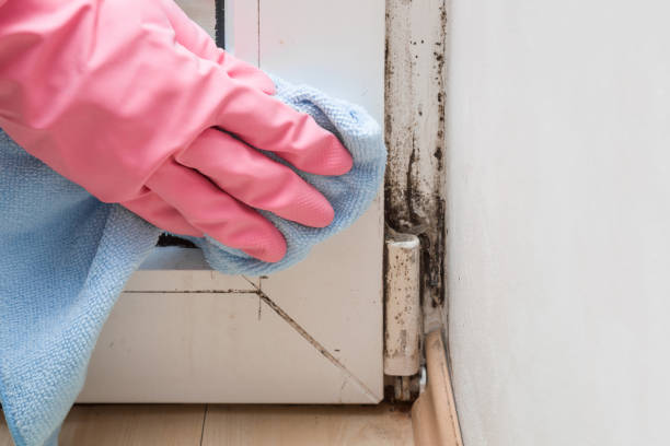 Mold Removal Process in Marion, VA