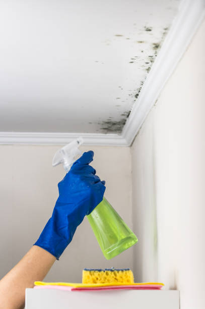 Attic Mold Removal in Marion, VA
